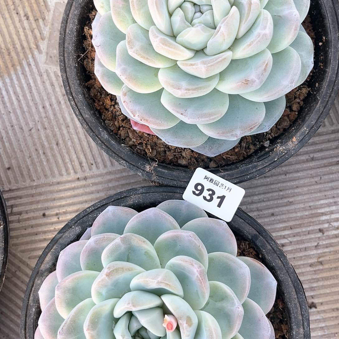 阿雅园艺。            931