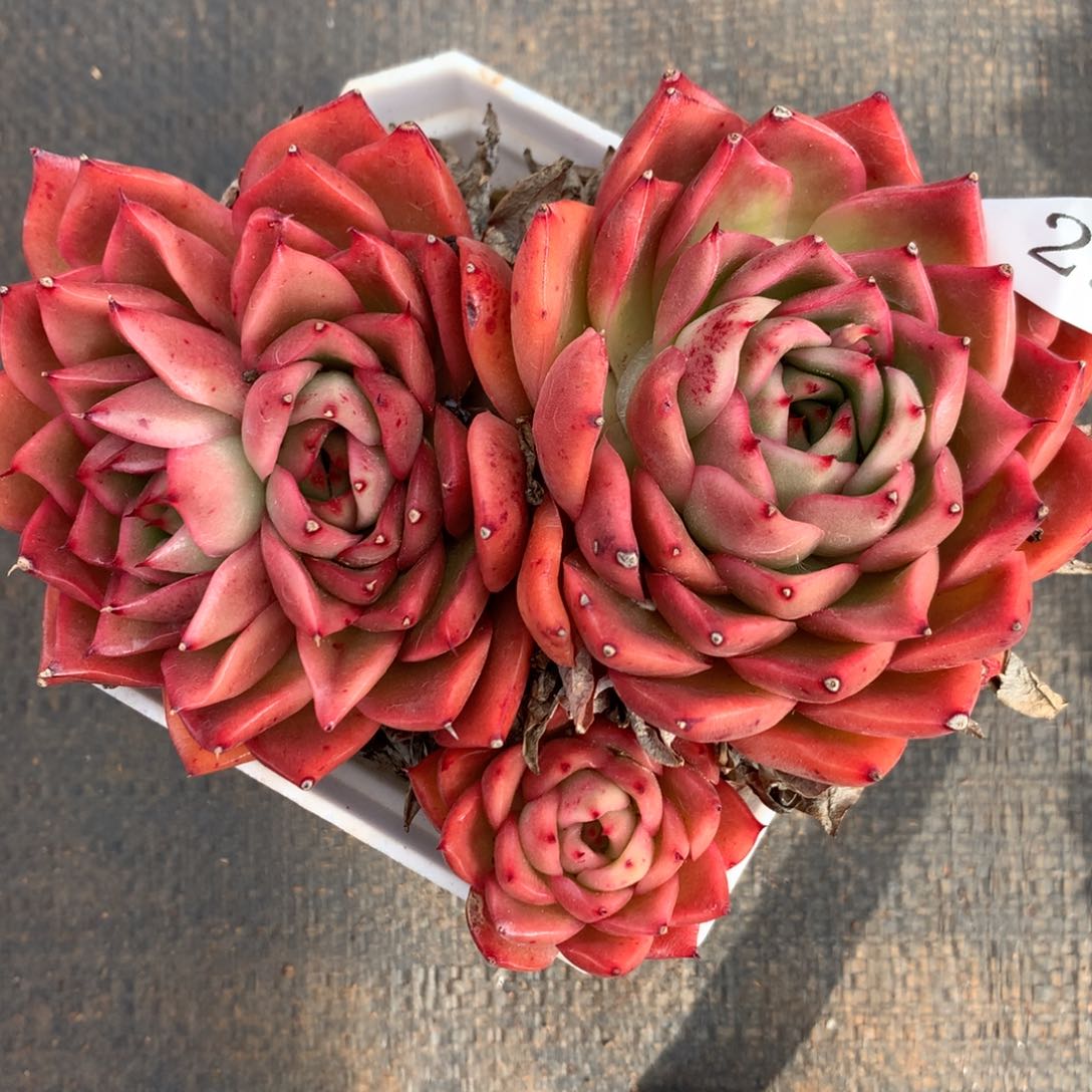 29杂交多肉老桩15包邮