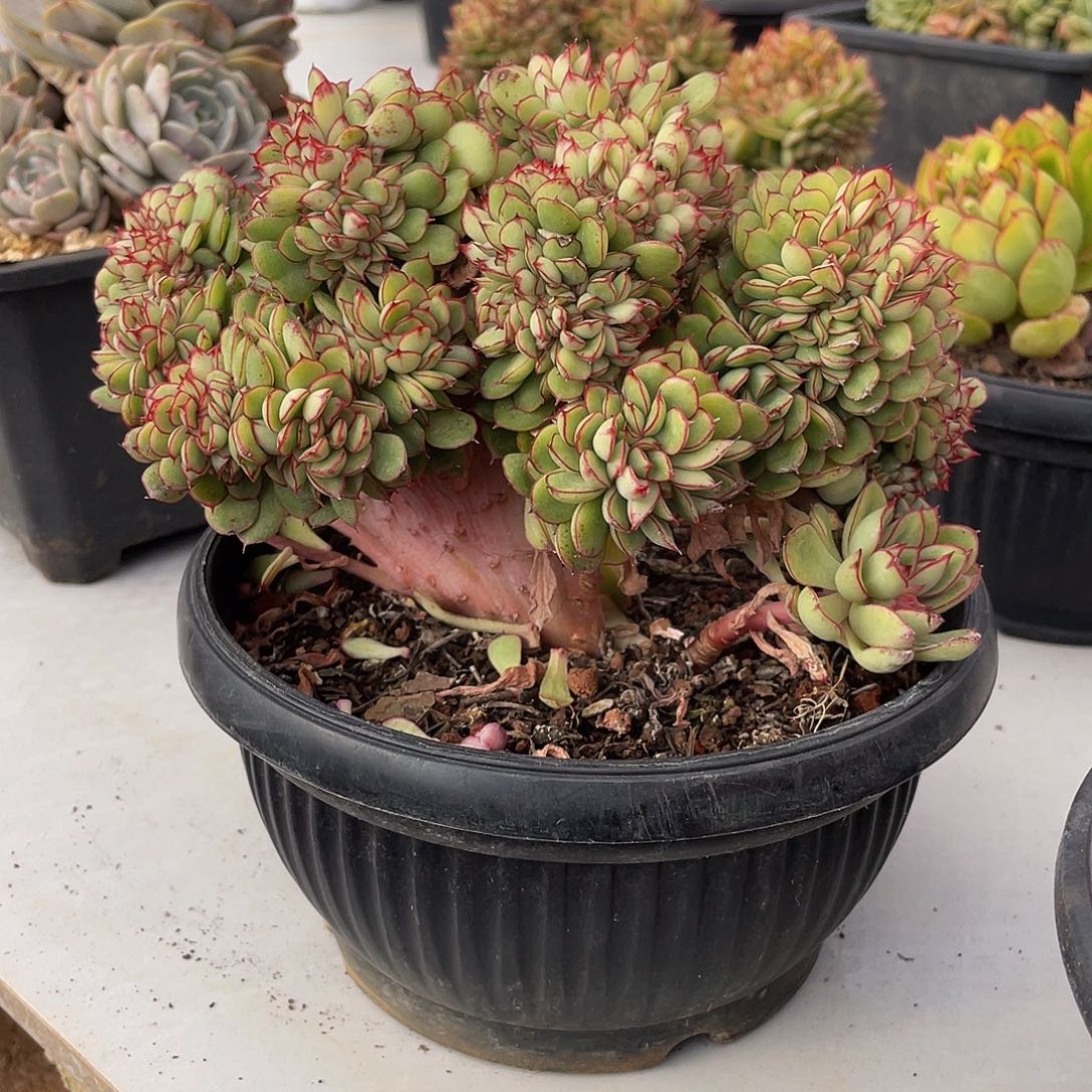 红花女王缀多肉多肉多肉