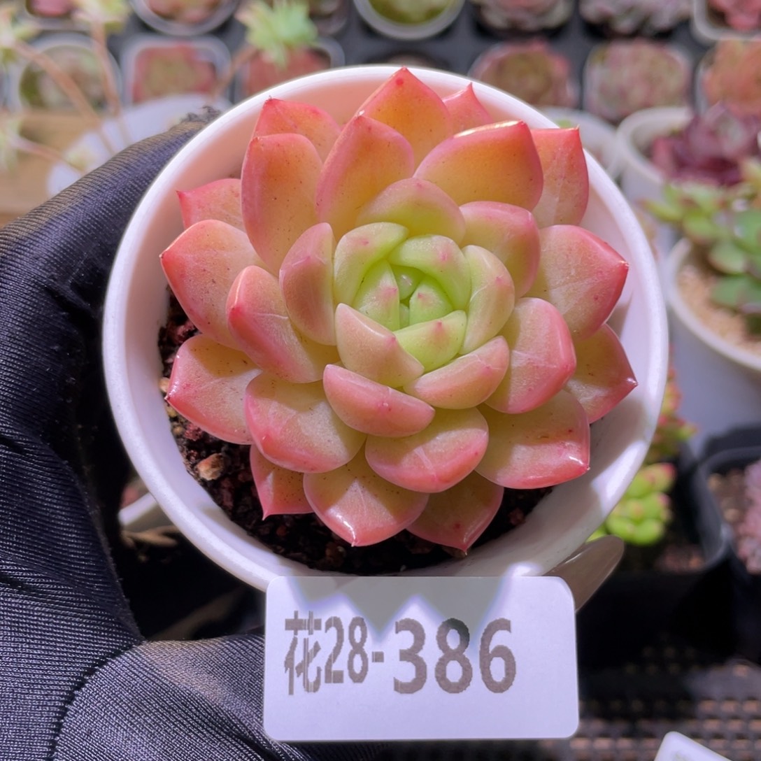 花利美28-386新品