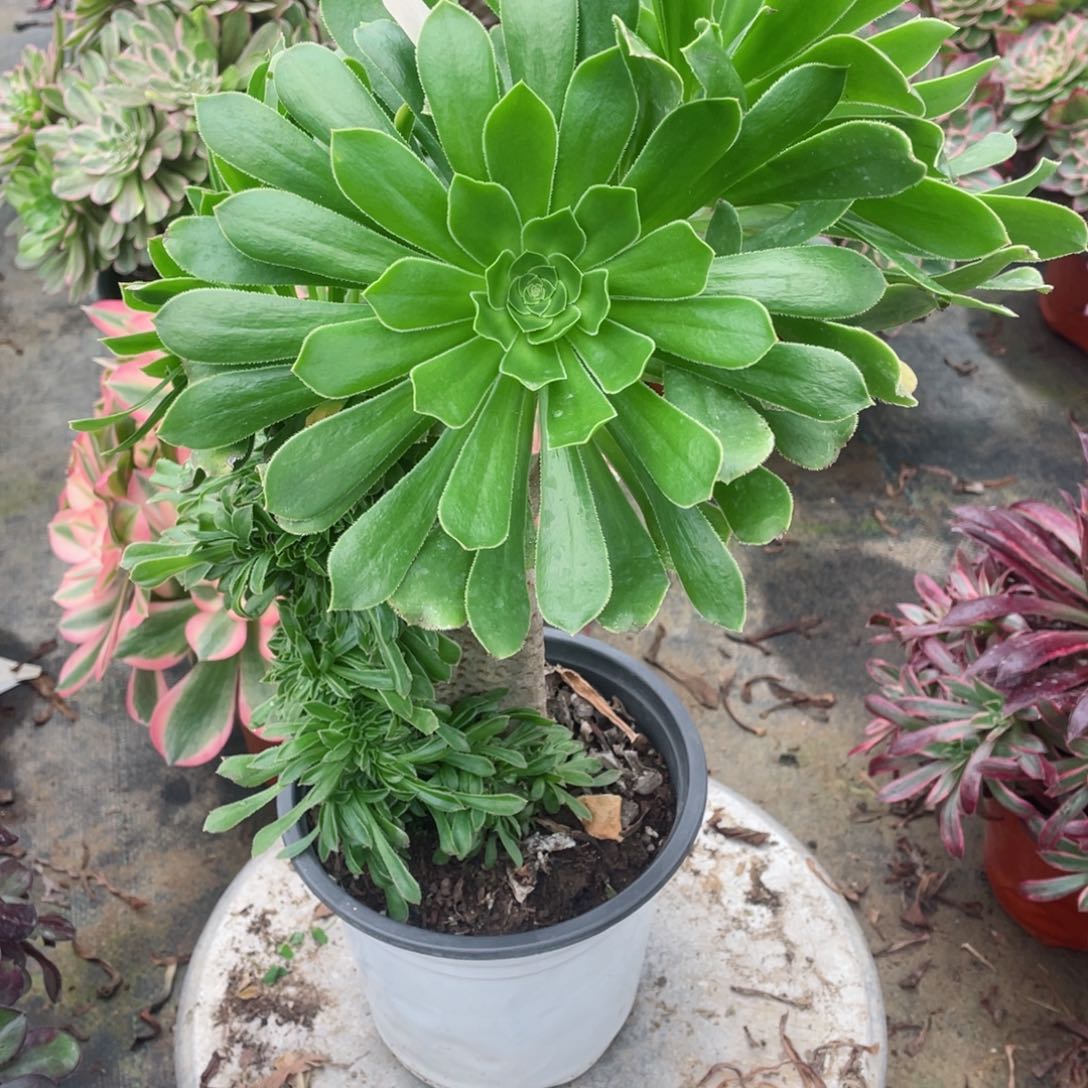 多肉植物原始绿缀592