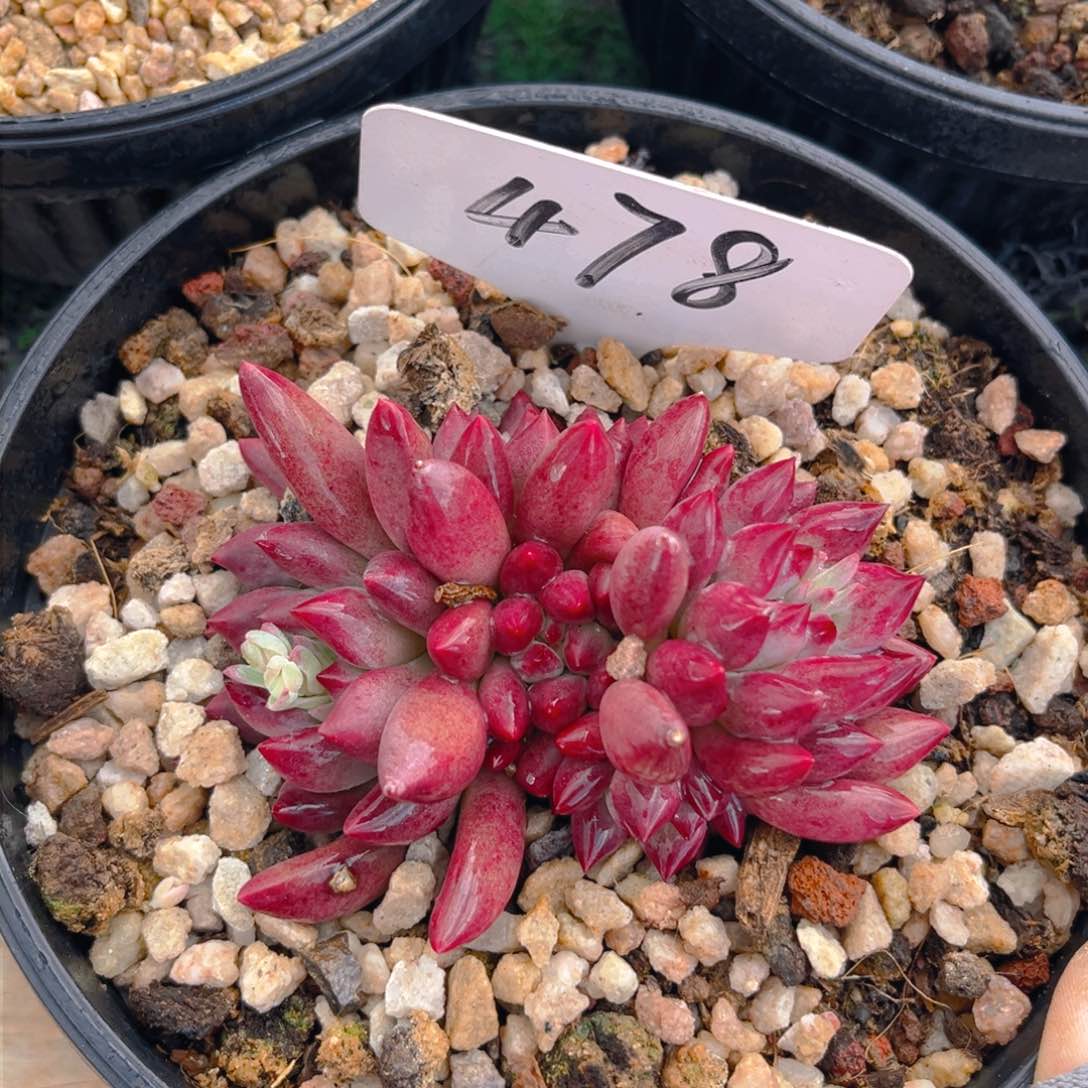 车厘子8888888888多肉