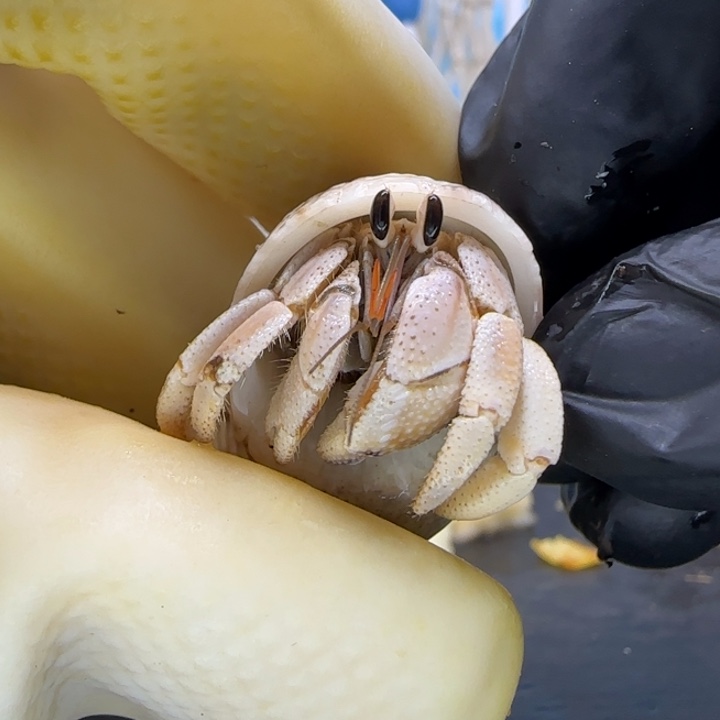 A88马岛灰白1.4cm口径