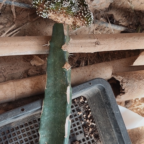 松针牡丹嫁接超值