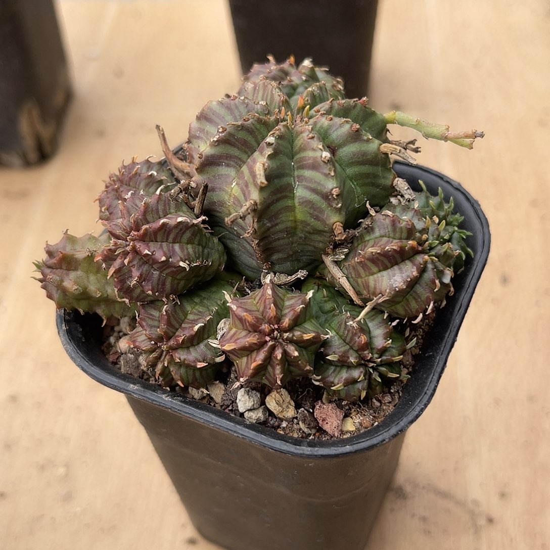 法利达大群一物一拍