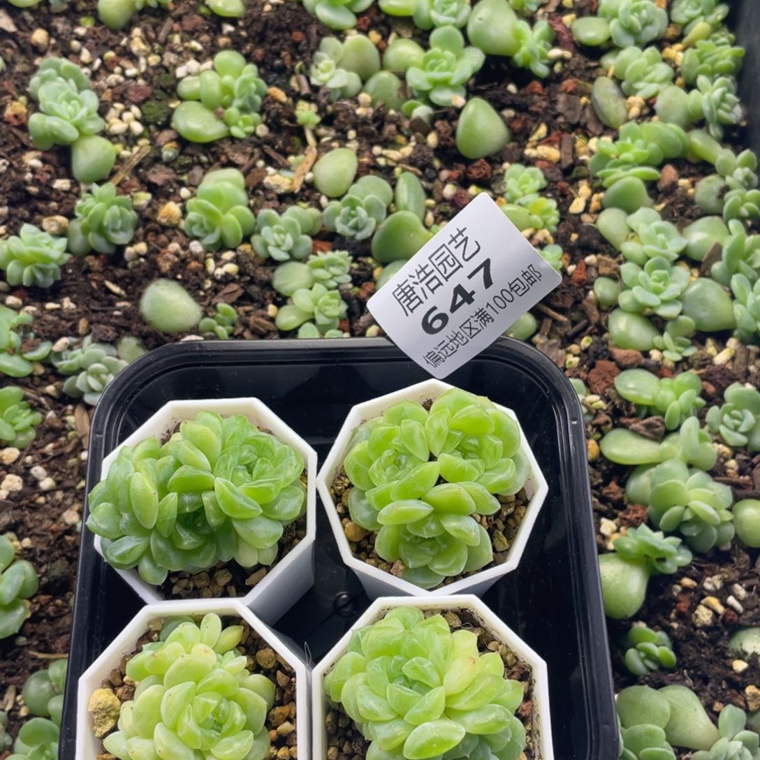 温***C甜言财富一物一拍647..