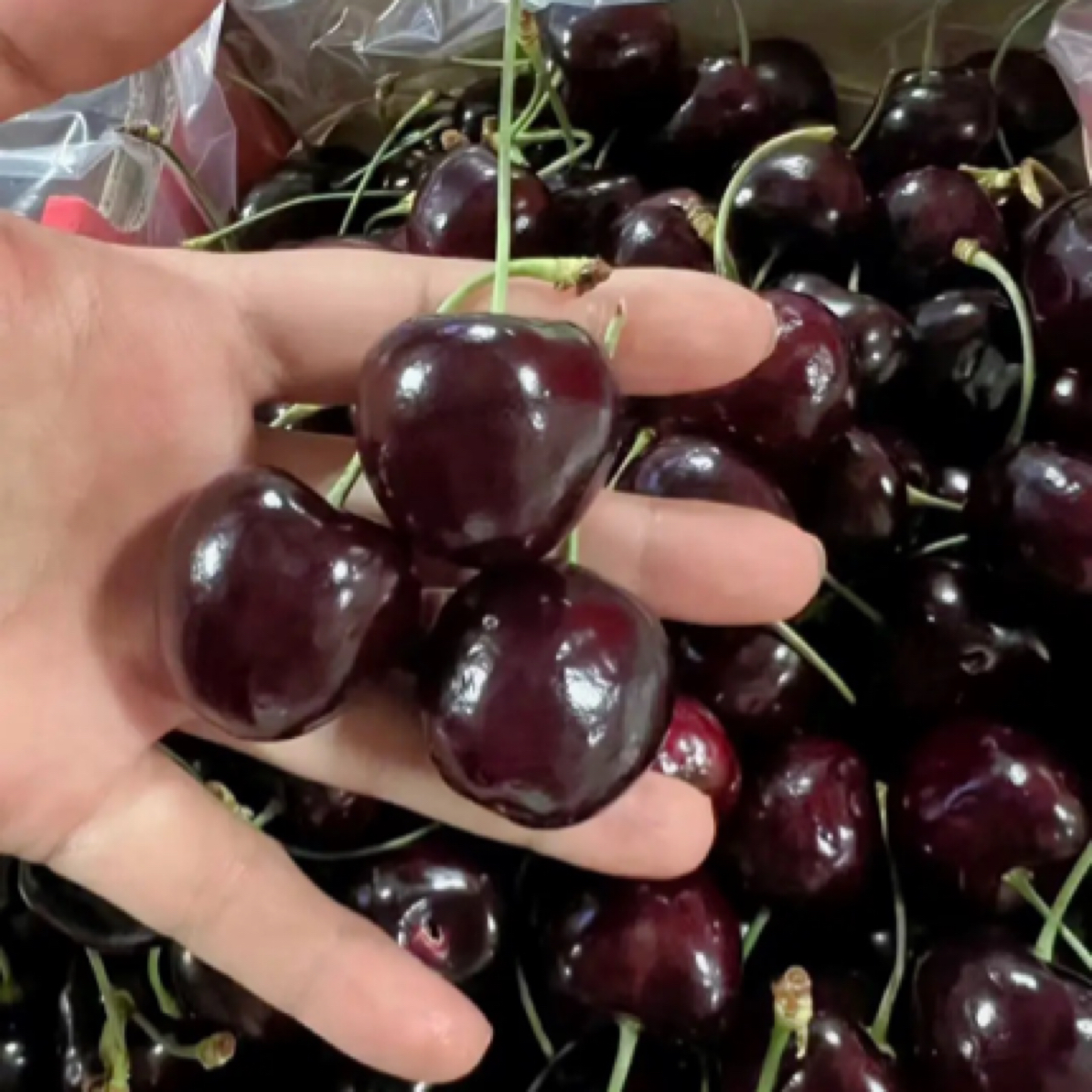 2JD桑提娜车厘子3斤！海运智利果径卡桑提娜智利