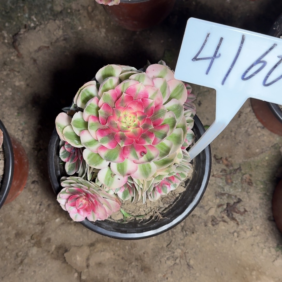 4160倾城多肉法师多肉