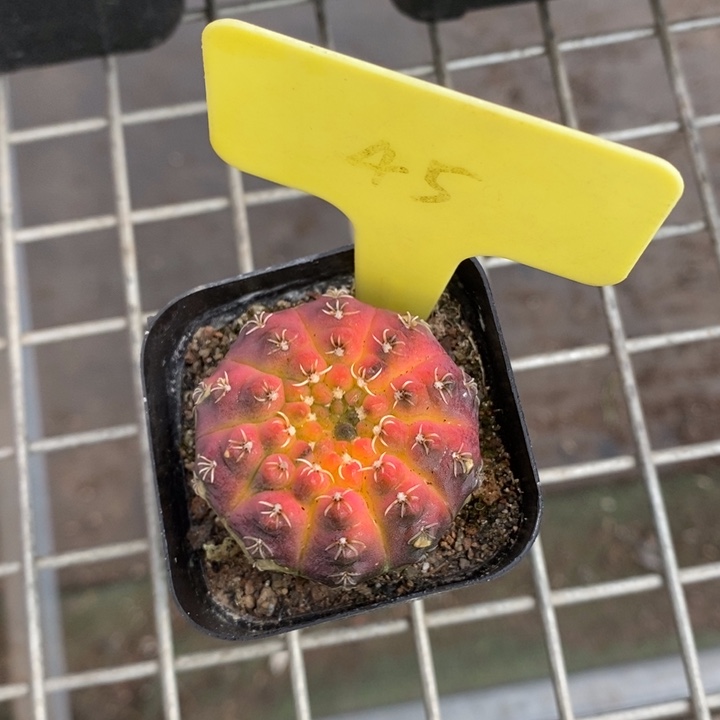 伯克利和格蕾纳等著名
