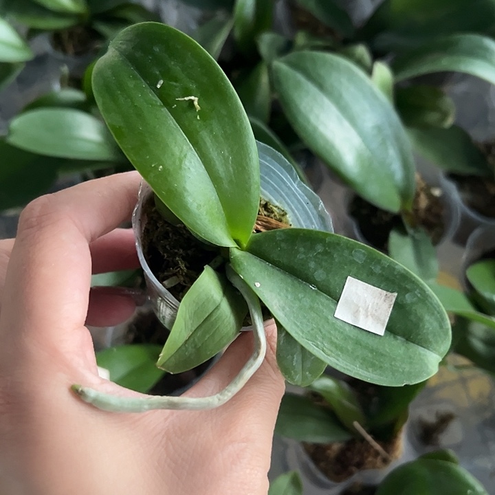 当前无花栽培后可以开花糯米团子1.7苗根好