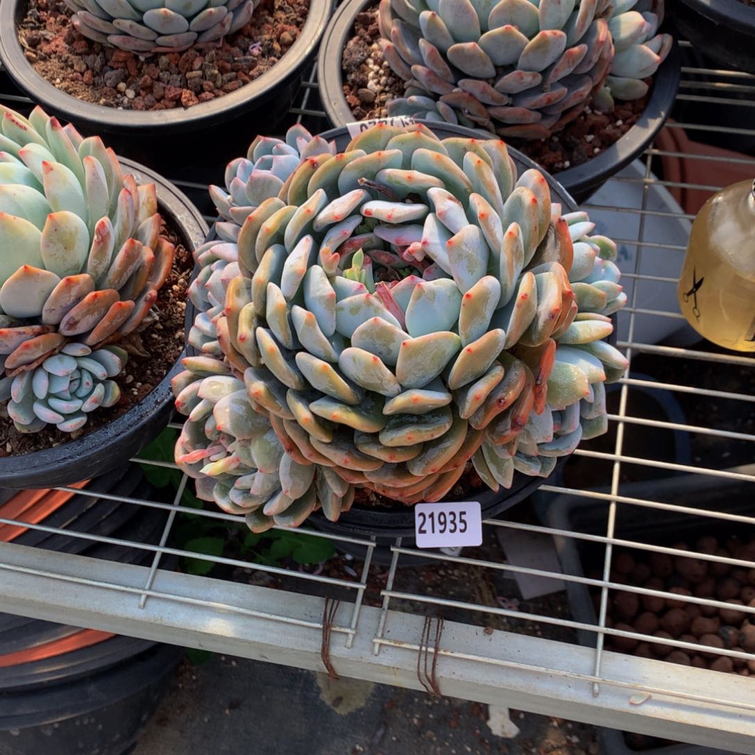 21935俄文嗯嗯嗯嗯