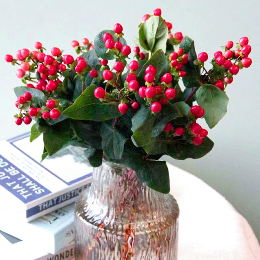 【红豆】基地直发红豆相思豆鲜花花束家庭插花新鲜水养一单包邮