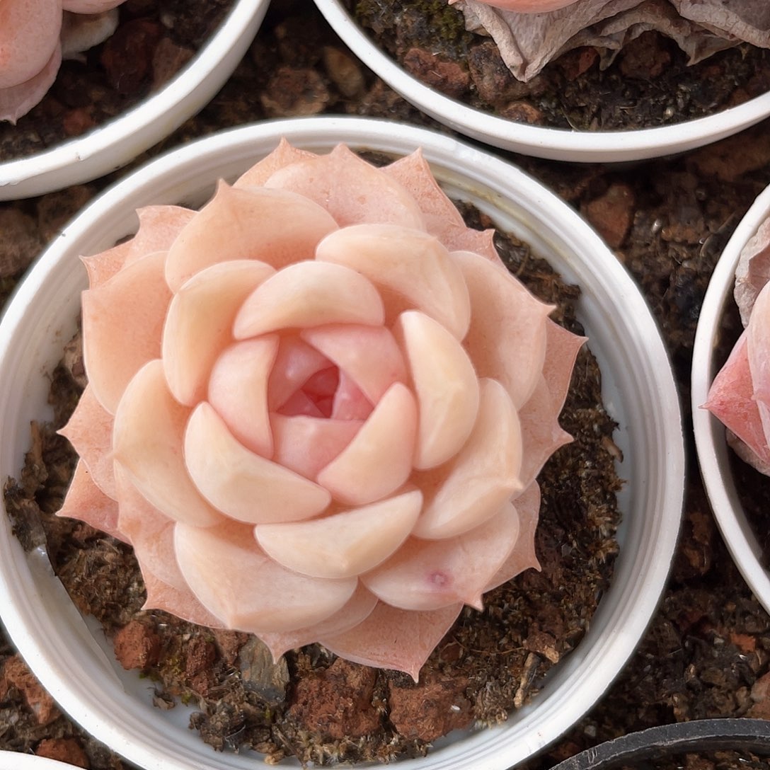 优选纯爱福利9239