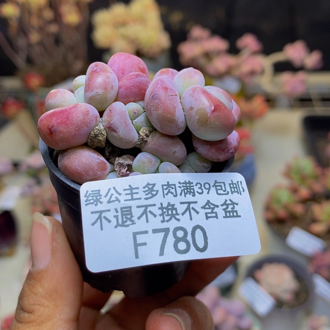 780小团子多肉3c m