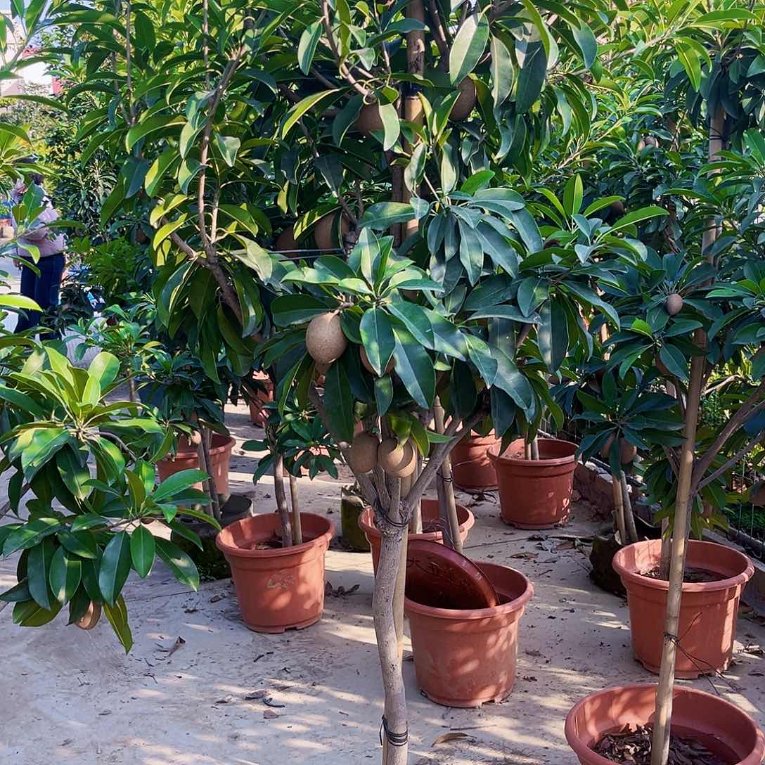 ¥***¥完全开放246899754478753379