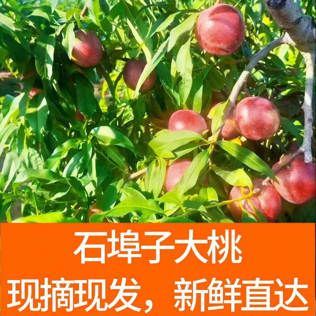 【石埠子油桃】山东石埠子露天麻点油桃皮薄肉厚脆甜多汁净重4.5斤