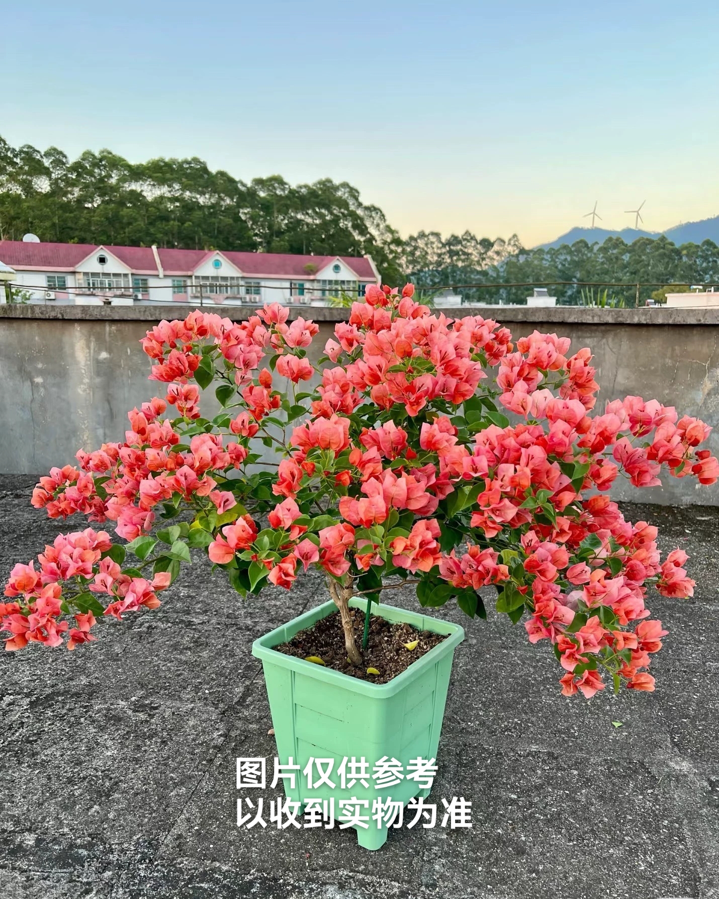 【不甜西瓜】三角梅四季开花勤花品种阳台基地直发