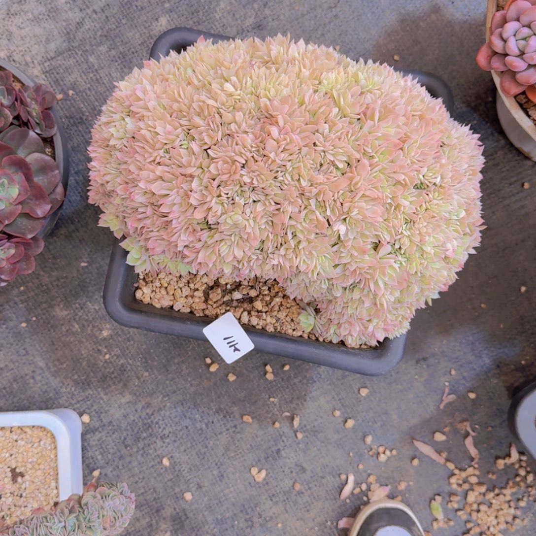 2111小白龙最多肉植物