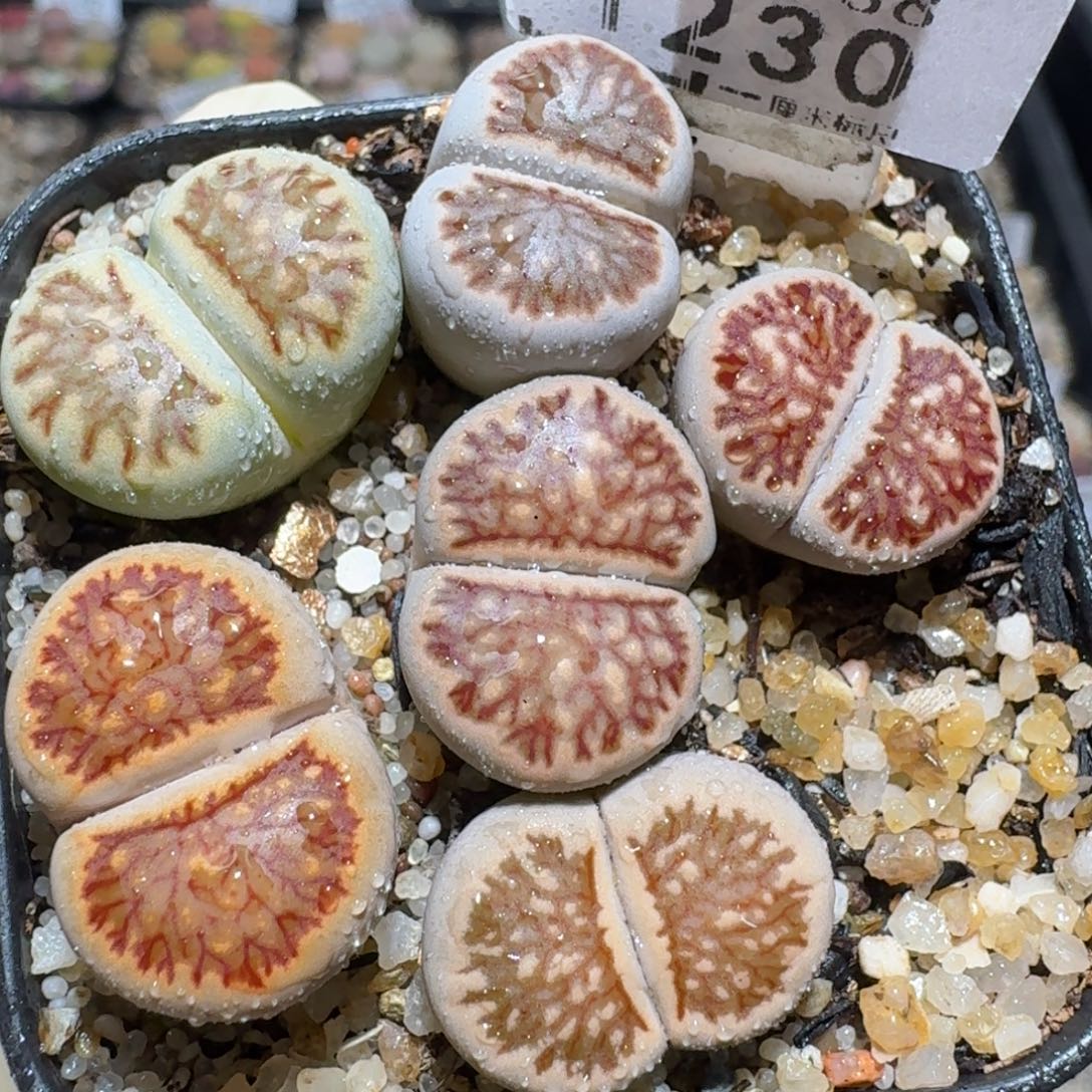 Zzz精品生石花 1230