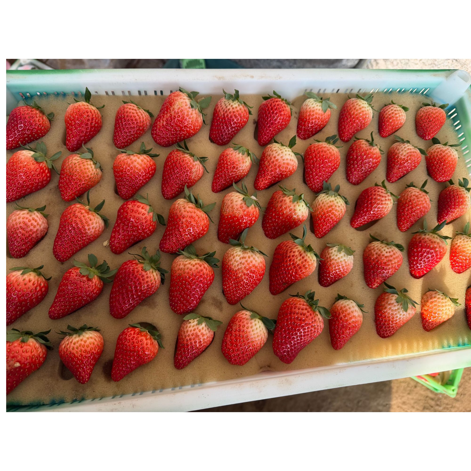 【顺丰京东速运】丹东九九草莓新鲜采摘奶油红颜新鲜应季无礼盒