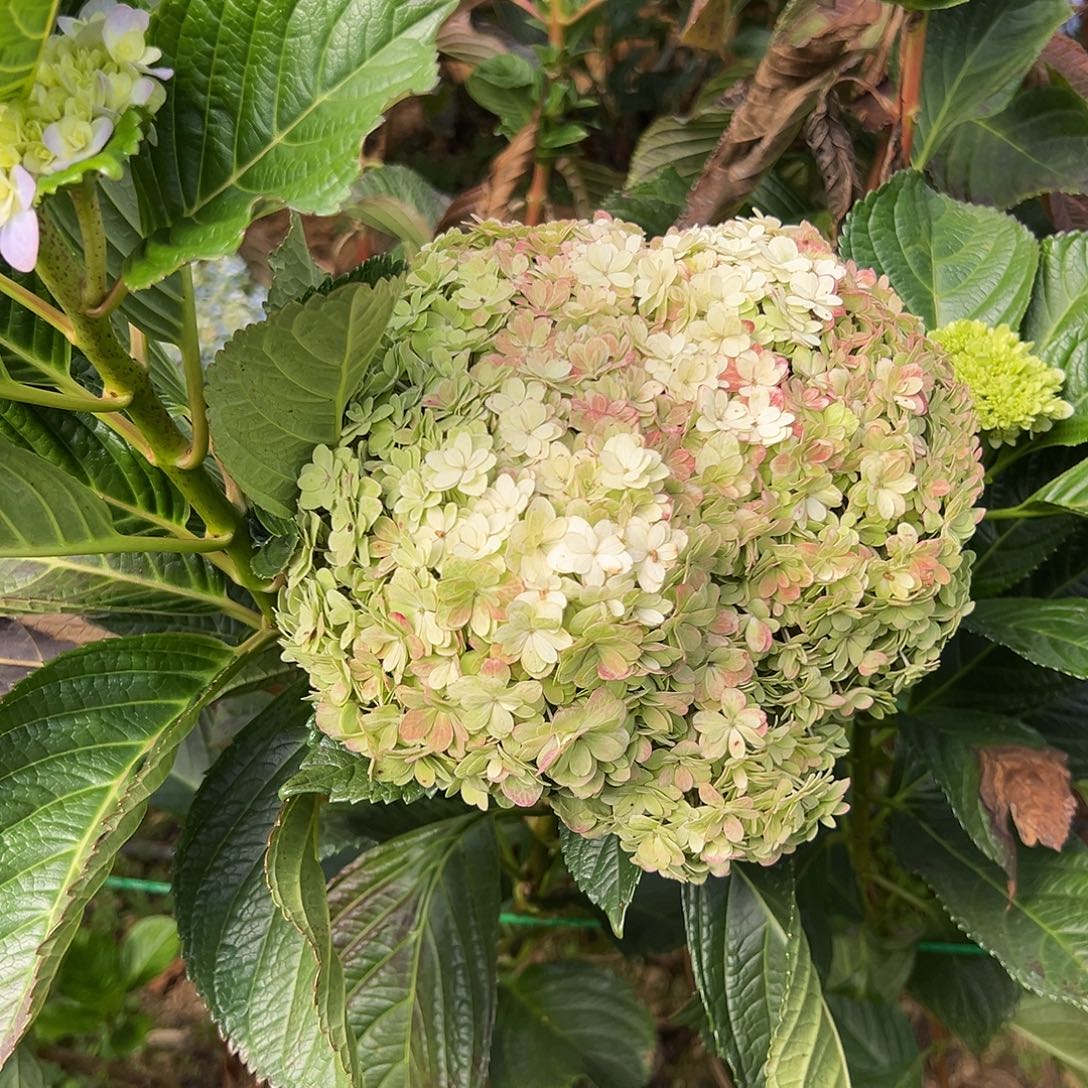 完全开放92号的花