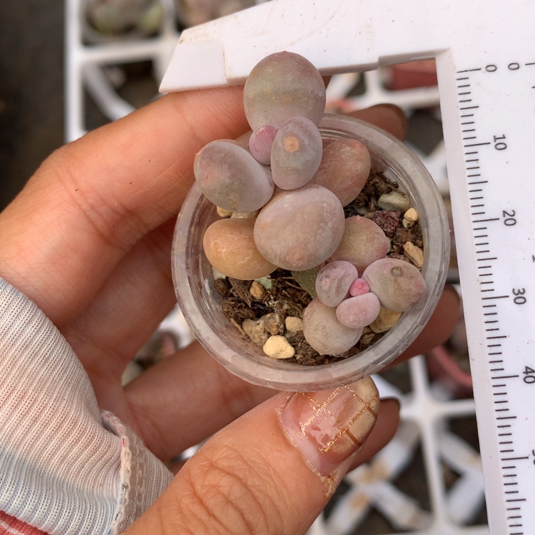 蛋黄奶微晒 不满28发到付，发一片叶，~