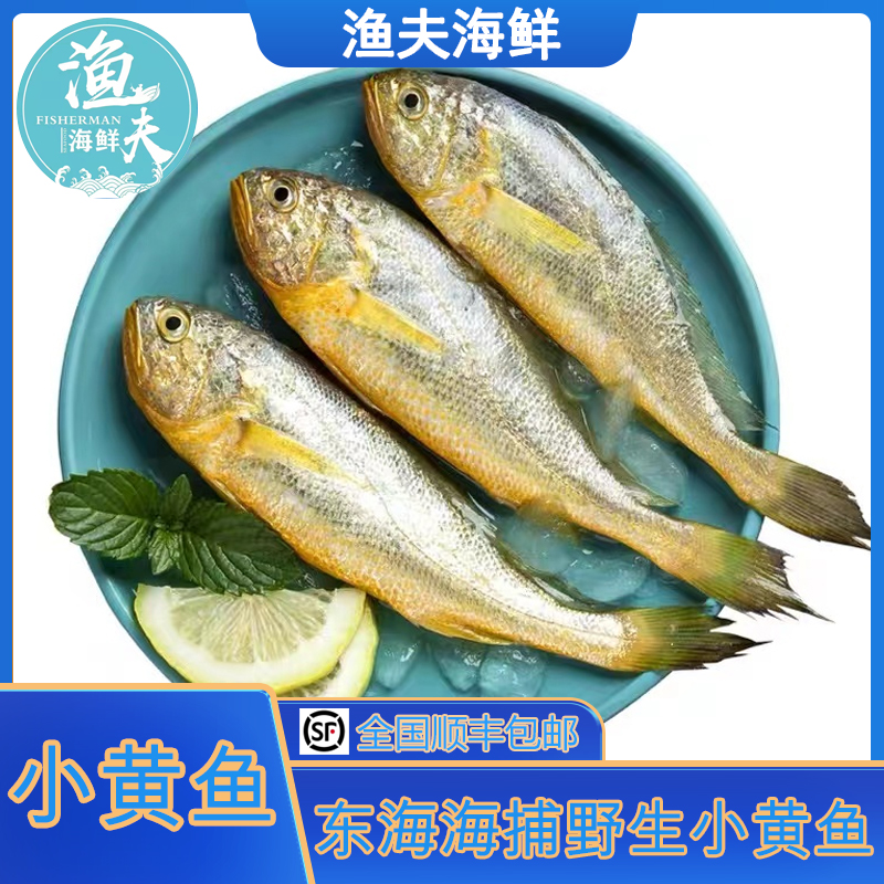 【渔夫海鲜】东海野生小黄鱼（6-7条/斤）三斤