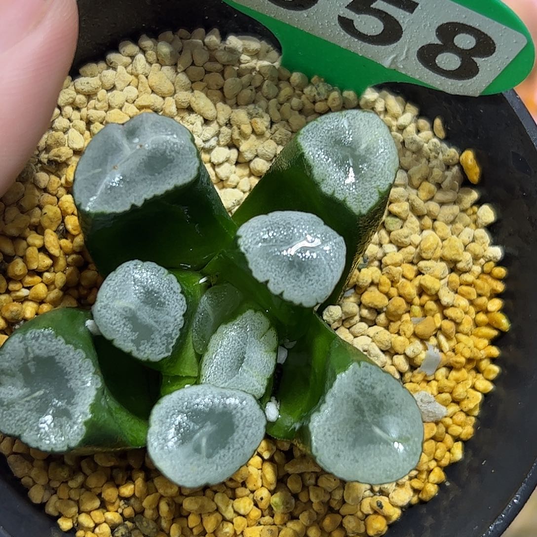 残雪十二卷多肉植物满