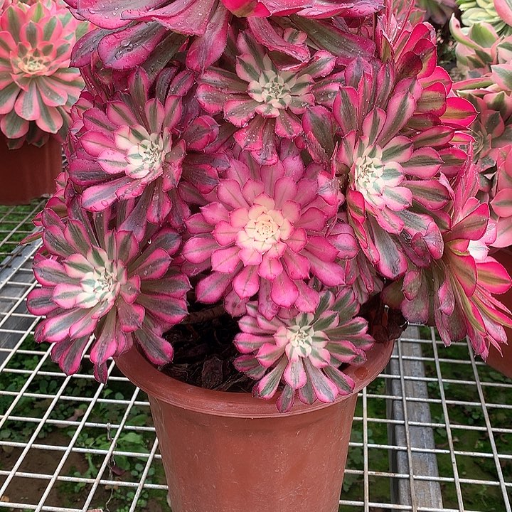 多肉法师法师多肉172