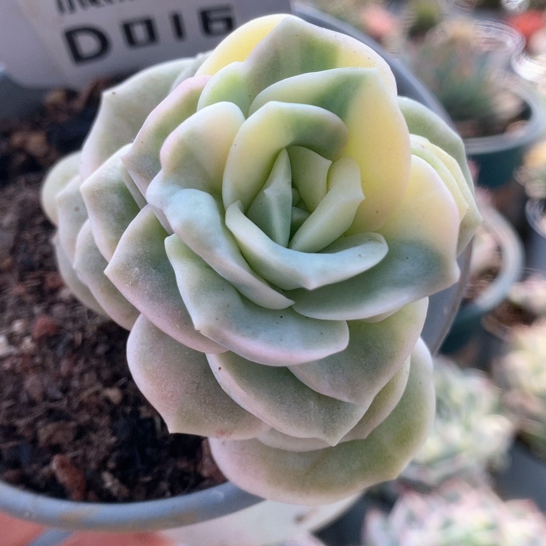 016哈哈哈哈哈哈哈哈哈