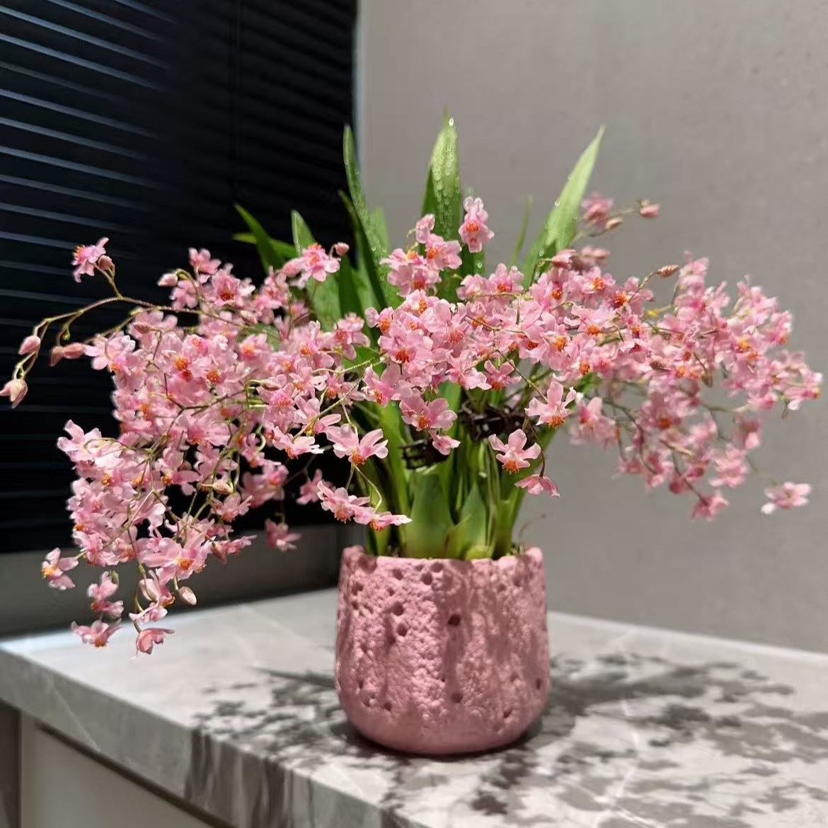 梦香兰浓香型带花苞发货室内花卉超长花期云南基地直发 