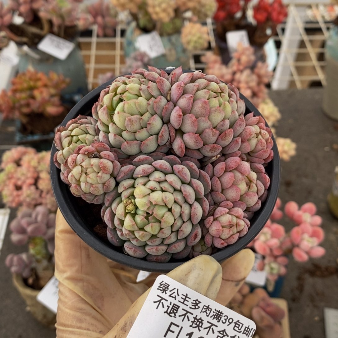 羊脂球109/8cm的肉