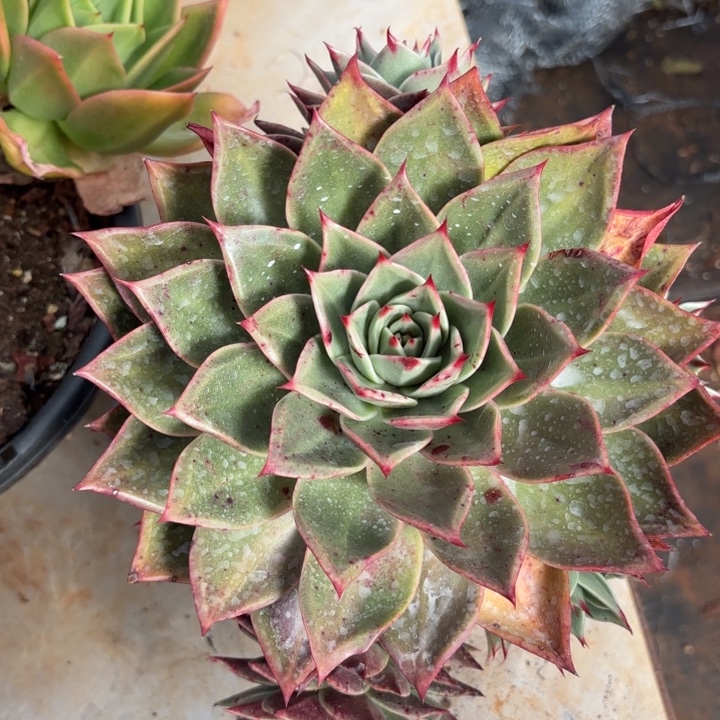 斯特拉。 28。           多肉