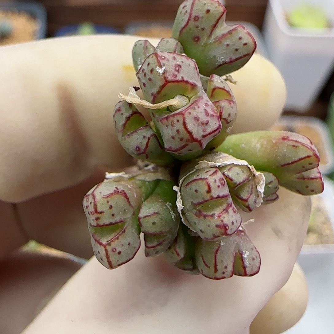 851海伦娜福利福利