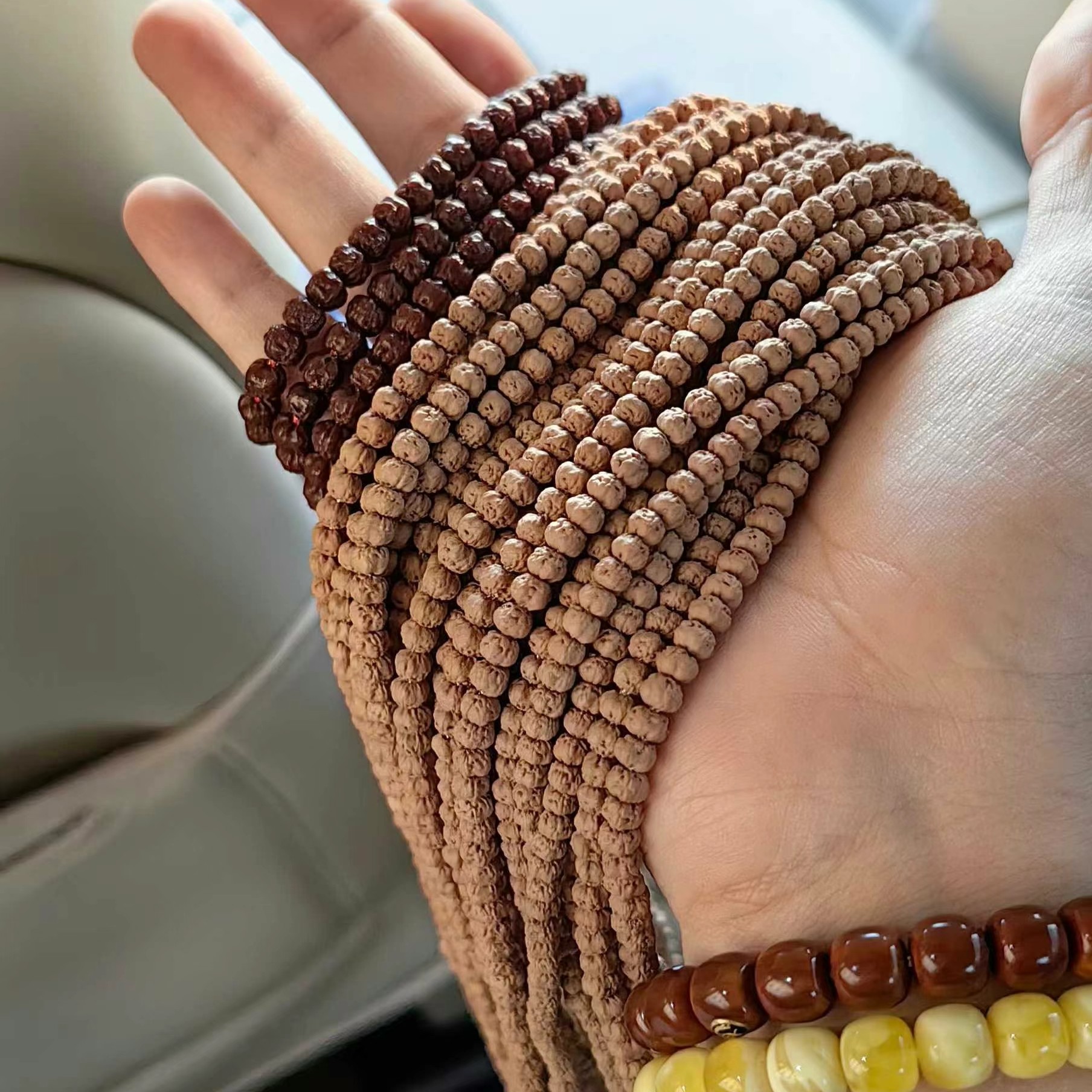 原生态五爪金龙佛手小金刚