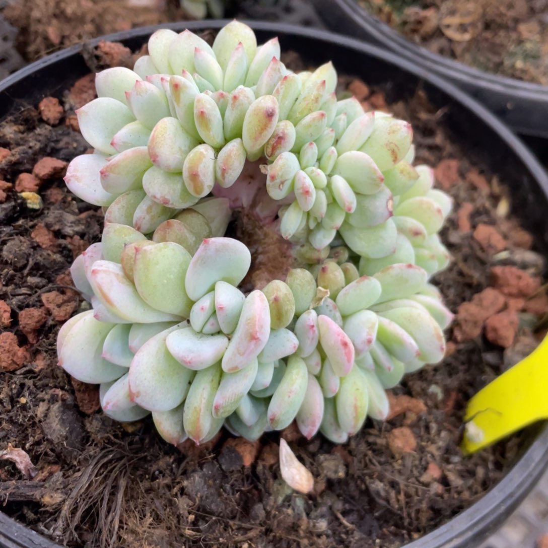 12头带缀星影小树底切繁殖