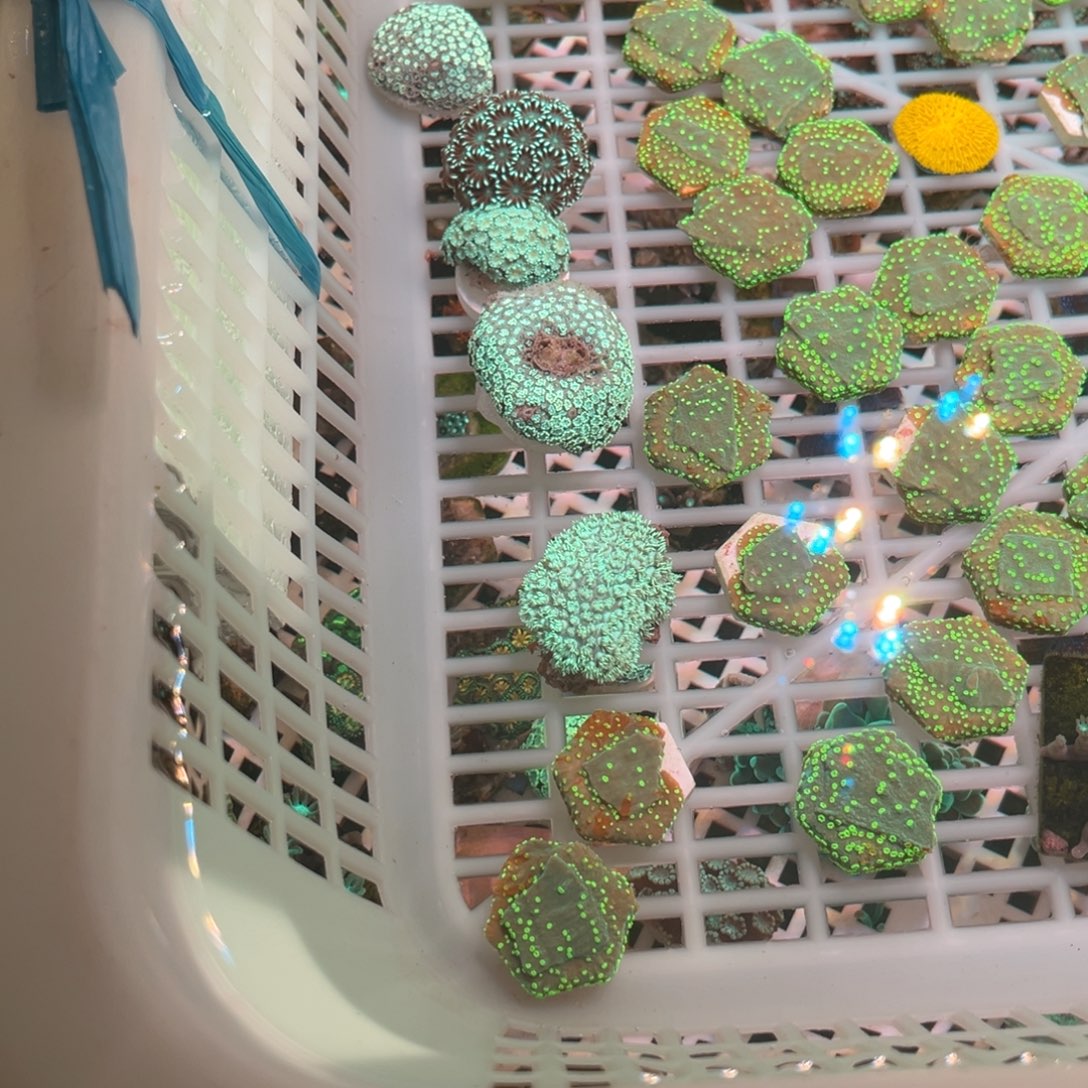 小***李奶嘴海葵茉莉11111