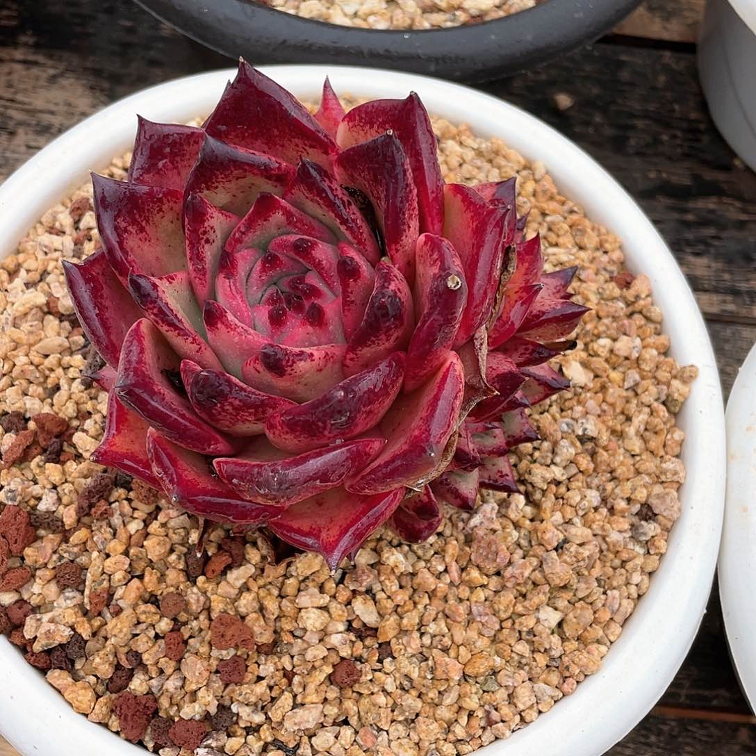 w*q多肉植物一物一拍