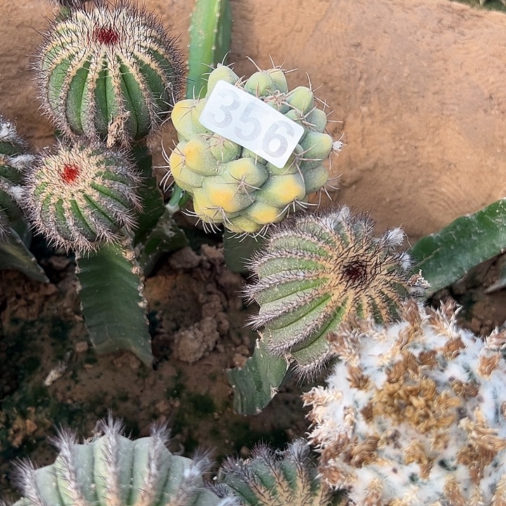 豹***充256号仙人球开花了