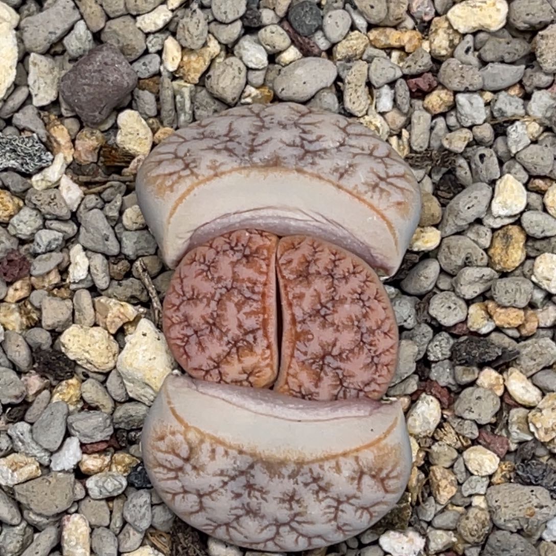 奇***林1596荒玉1专拍的人