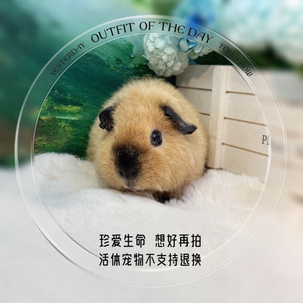泰加妹妹 荷兰猪 豚鼠包邮包风险