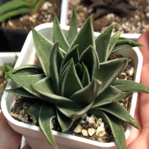 白折瑞鹤带盆发货哈哈