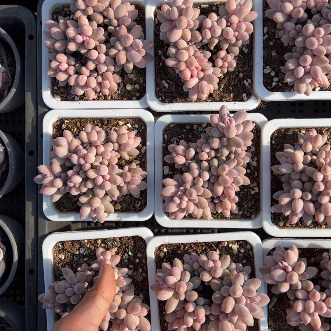 婴儿手指群一颗量拍多肉满9.9元包邮