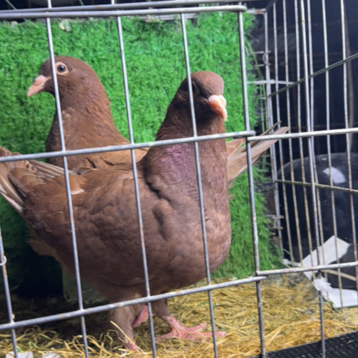 精品鸽子肉好吃鸽子肉