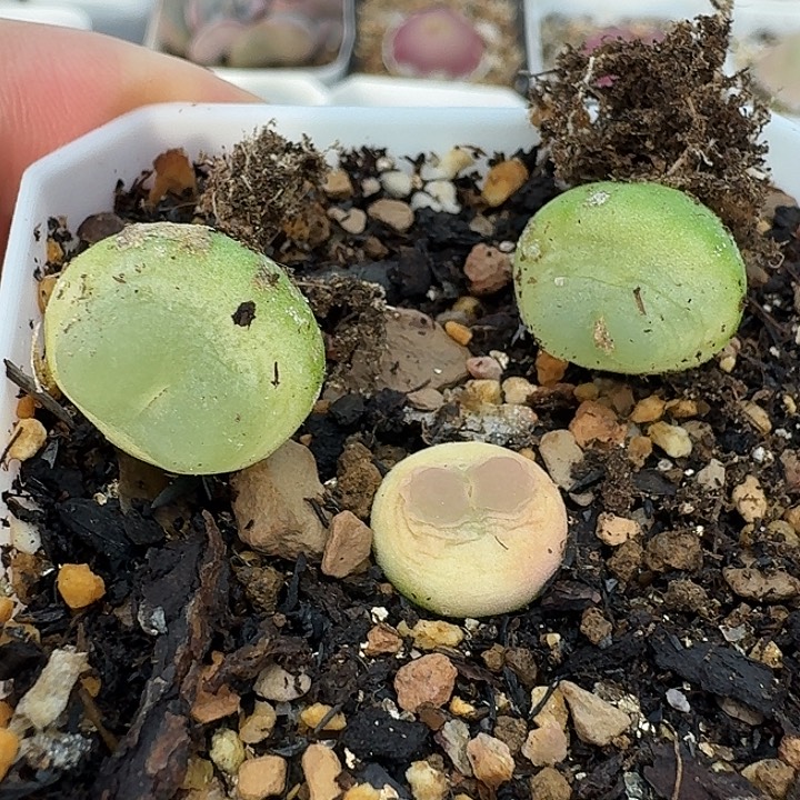 吴****拉登407 老马生石花