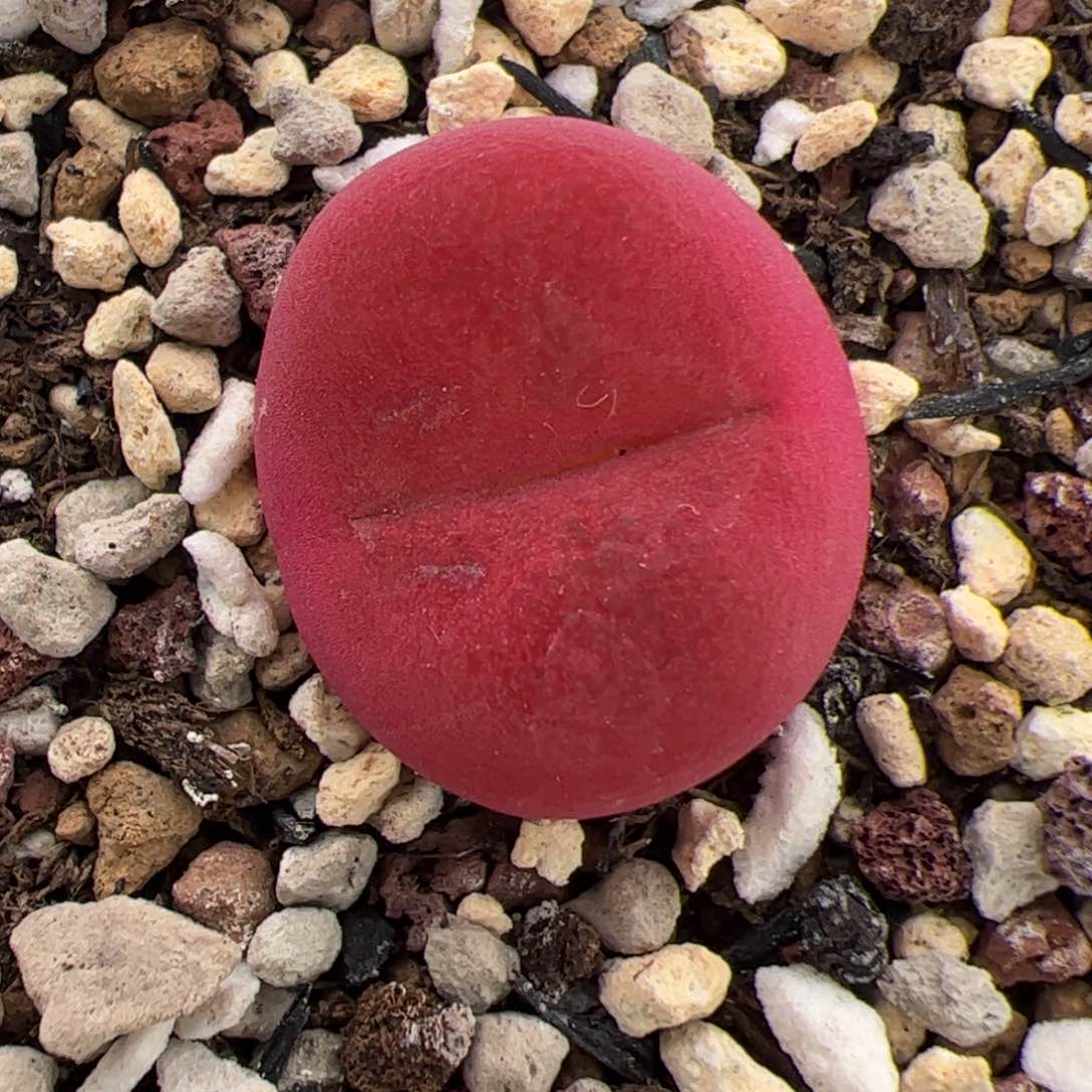 0203号Y280 毛 多肉植物