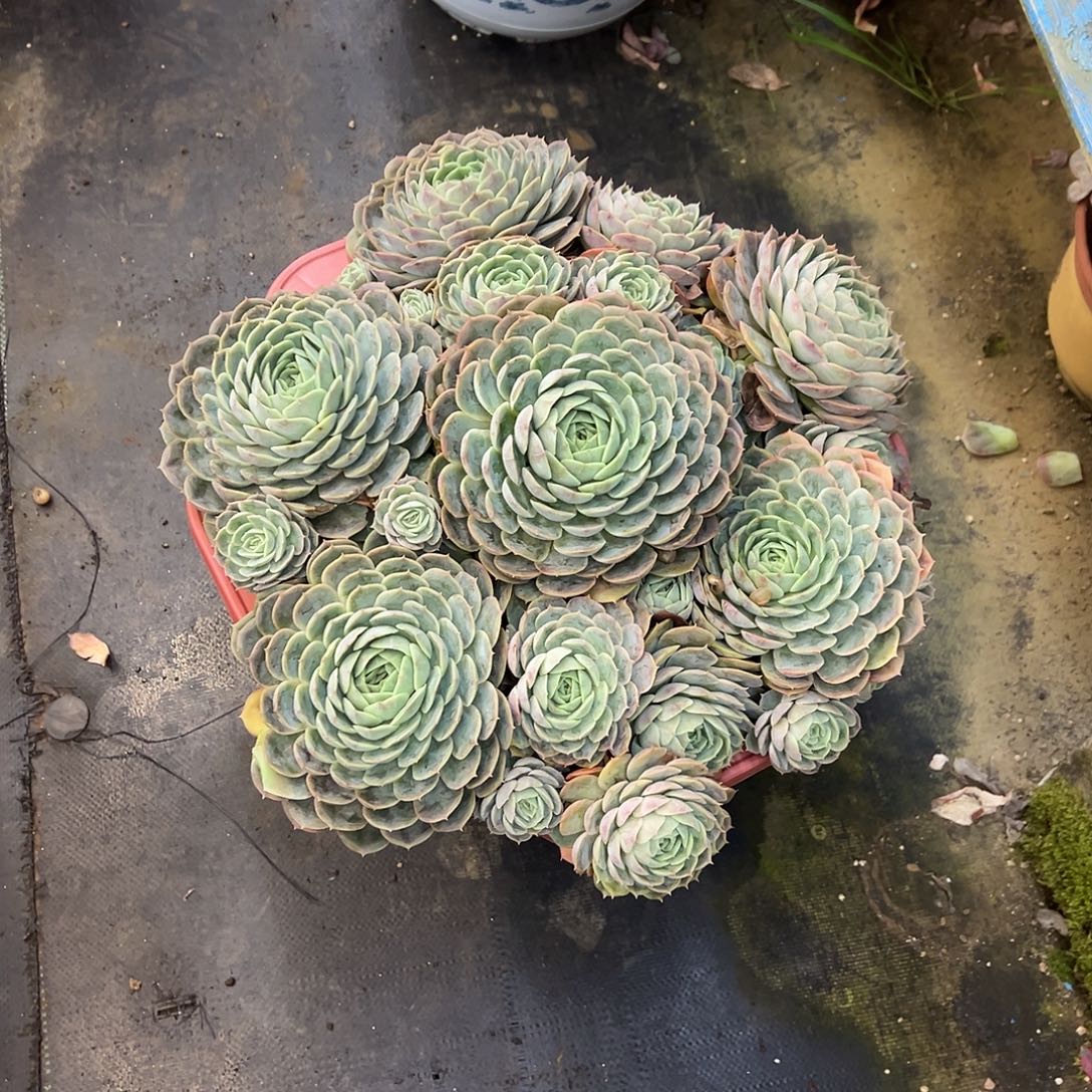 刘***里昂斯洛带盆不包物流