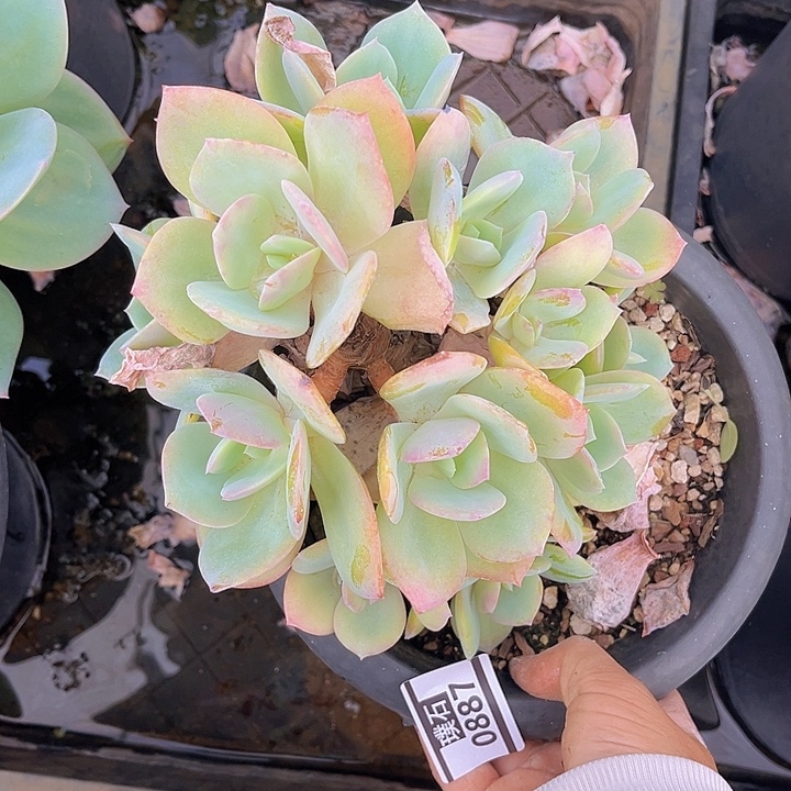 白凤0887多肉植物