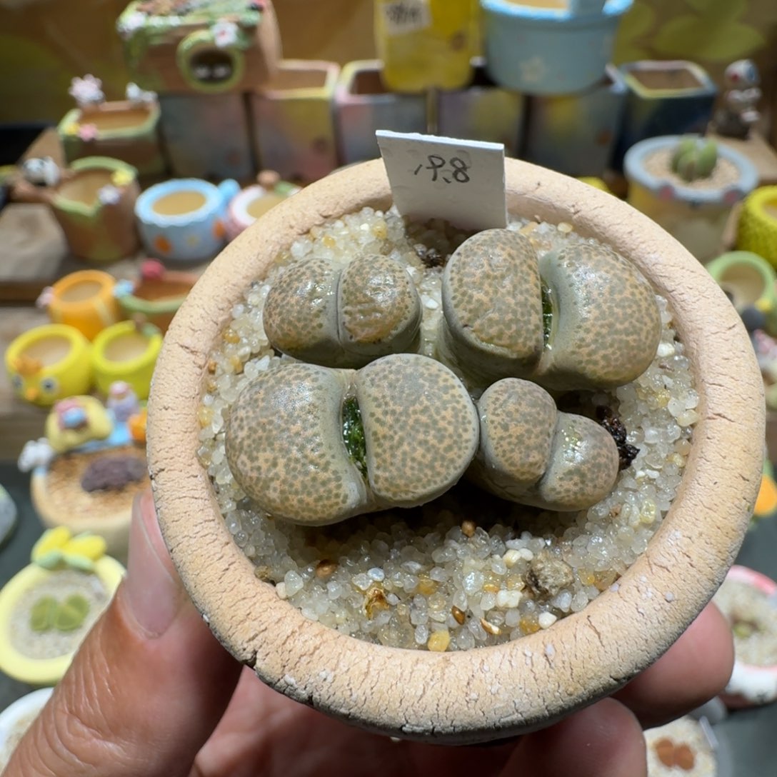 蘑菇1277碧琉璃多肉植物