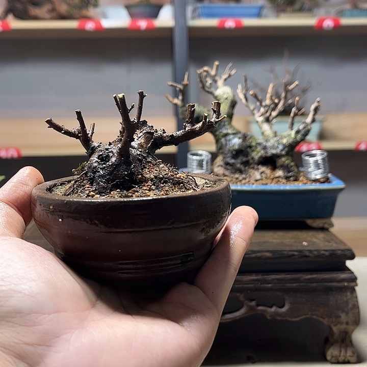 此***处无花朵雀梅盆景老庄盆景